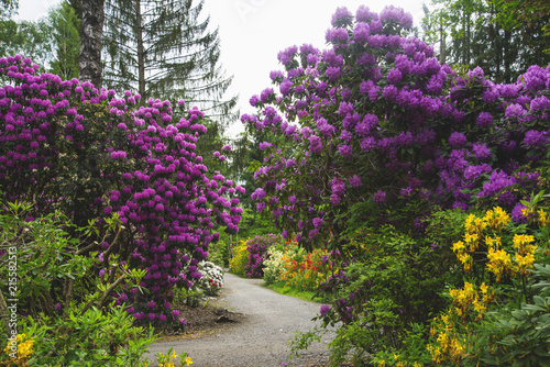 Surreal  park with a path surrounded by a galaxy of multi-colored rhododendrons. The violet clusters appear to be competing with the adjacent trees in rising tall. A Magical fantasy Wonderland indeed