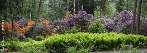 An Awesome Panorama – large bright green ferns appear to outshine the multi coloured Rhododendron clusters. The beautiful rich colour of the ferns competes well with the lovely colours of the blooms