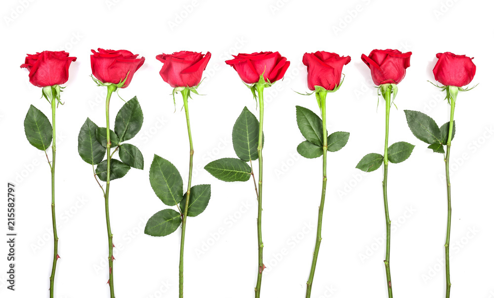 beautiful red rose with leaves isolated on white background. Top view. Flat lay pattern