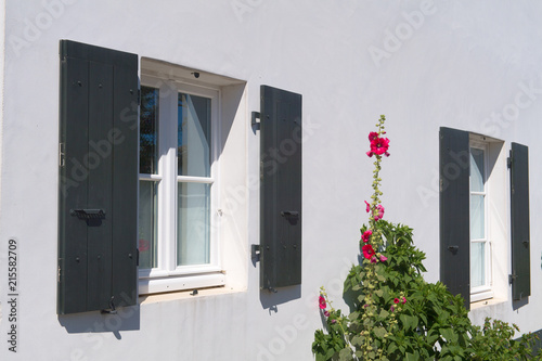 Ile de Ré Hollyhocks