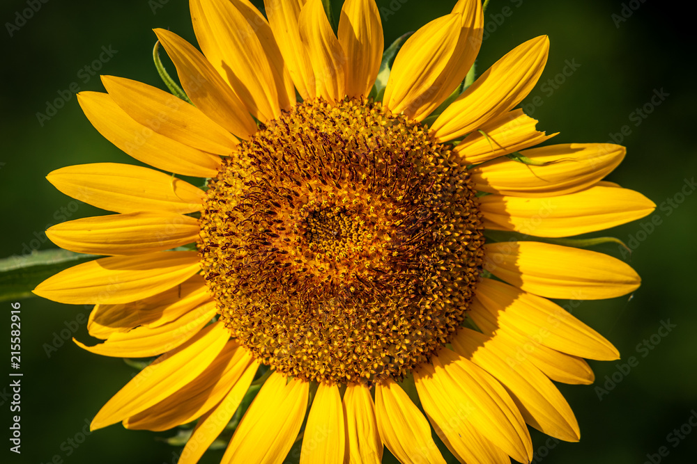 Naklejka premium Sunflower close-up