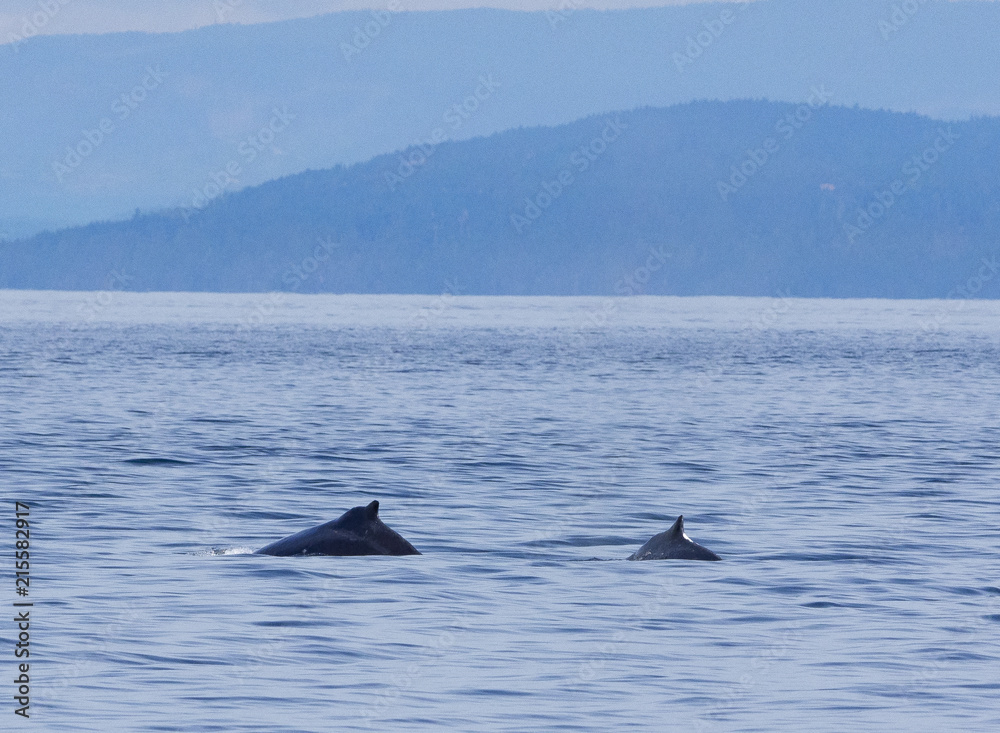Fototapeta premium Humpback Whale