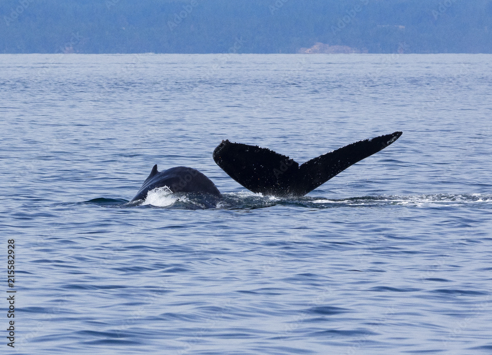 Fototapeta premium Humpback Whale