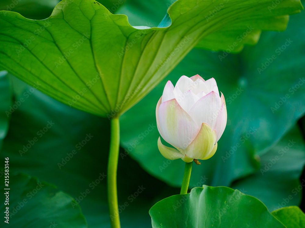 Summer flowers series, beautiful white lotus flowers in pond, white petal with pink edge.