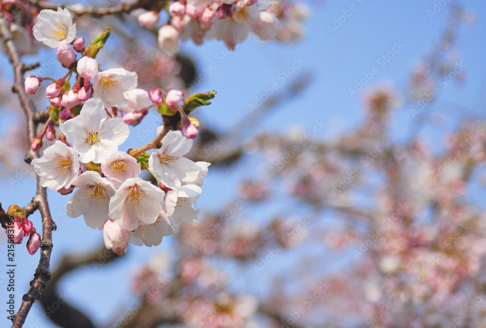 Fototapeta premium 桜 春 素材