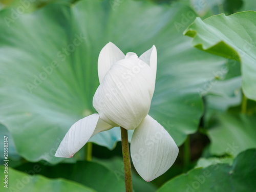 Summer flowers series  beautiful white lotus flowers in pond  white petal with pink edge.