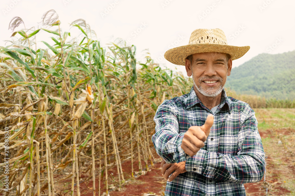 Portrait happy mature older man is smiling. Old senior farmer with white beard thumb up feeling confident. Elderly asian man standing in a shirt and looking at camera at corn field in sunny day.