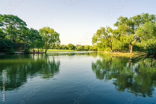 Reflection of Forest Lawn forest