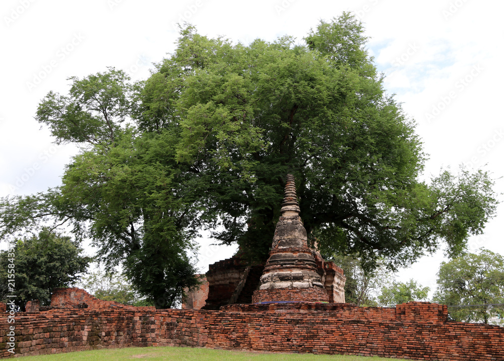 Small stupa under the tree beside the main pagoda in the ruins of ancient remains at Wat Worachet temple, it built in 1593 AD in the Ayutthaya period.