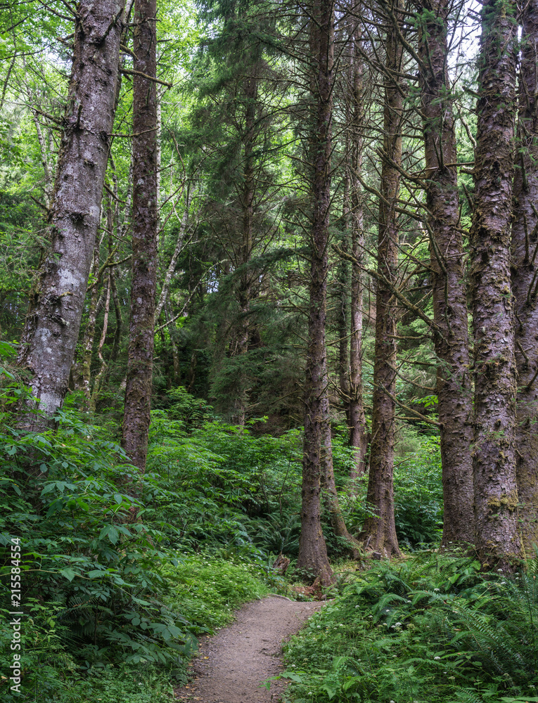 Fototapeta premium Tall pine trees stand above dirt path through green forest in Pacific Northwest.