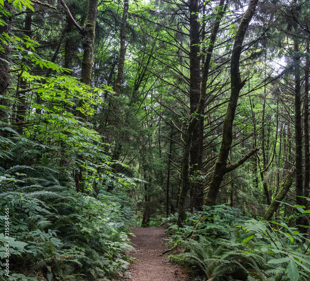 Empty walking trail in green rainforest of coastal Pacific Northwest.