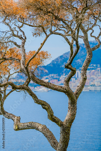 Abstract composition with tree branches on Cape Martin. France. Cote d'Azur. © alexanderkonsta
