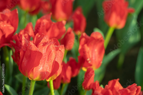 The field of red and yellow tulip in Koukenhof, Netherland