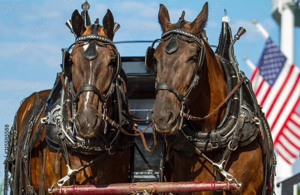 Obraz premium Horses 39