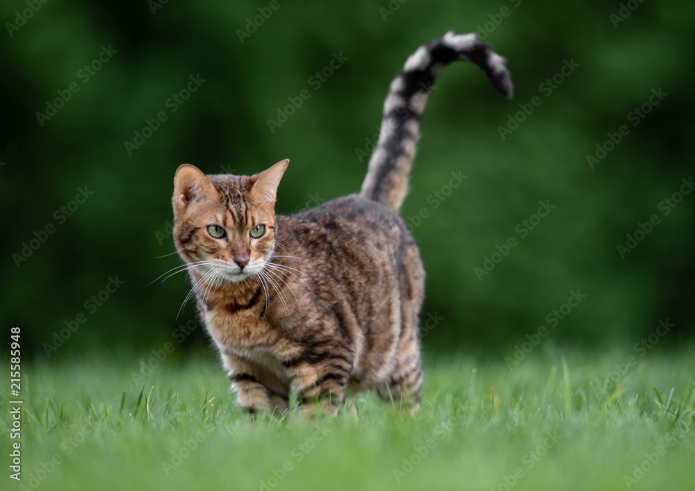 Fototapeta premium Bengal Cat