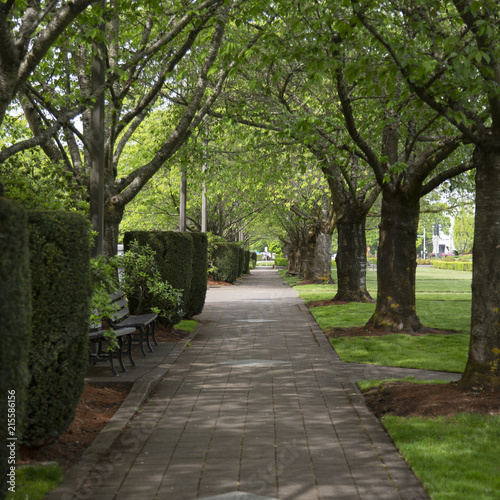 Shaded paved path in the park under trees  partial view of sky and buildings in background