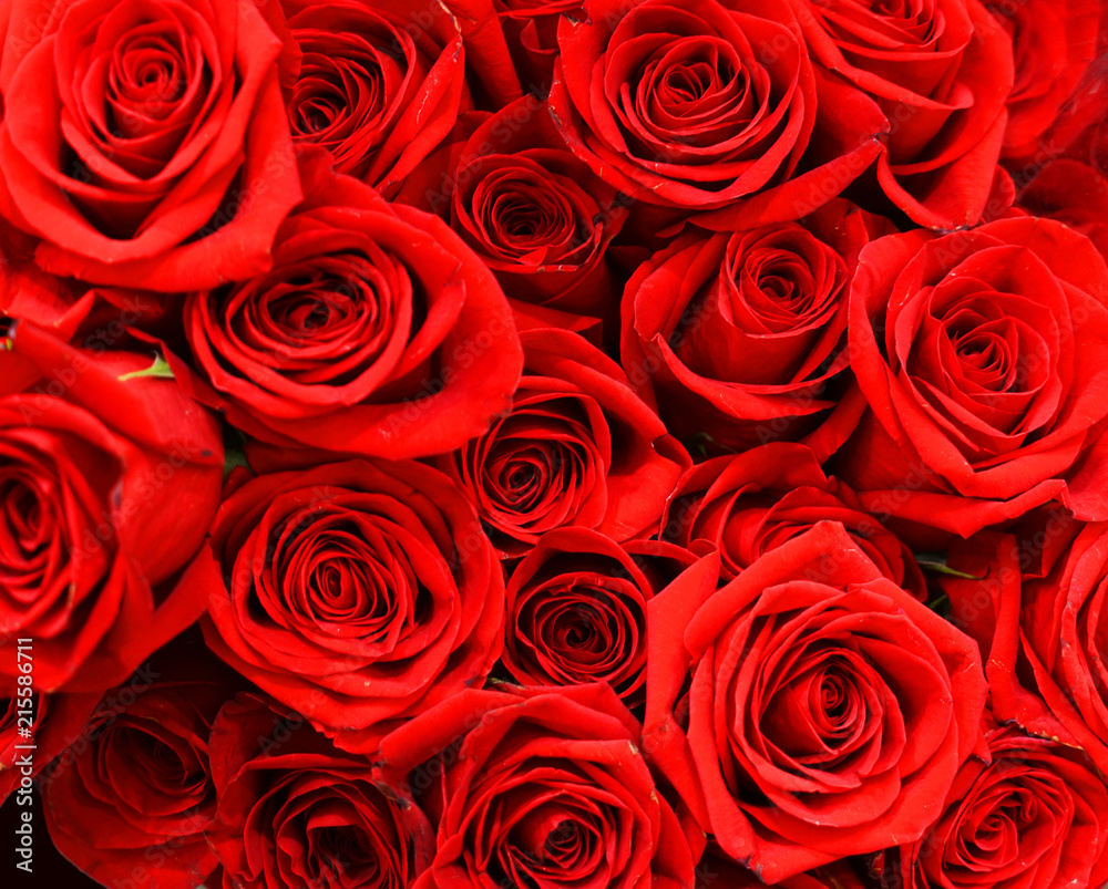 Flower background of red rose 