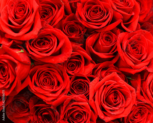 Flower background of red rose Stock Photo | Adobe Stock