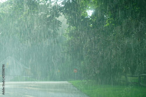 heavy rain and green tree in summer