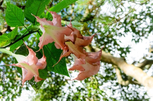 Flores