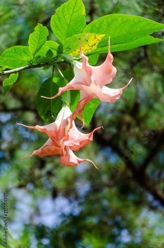 Flores