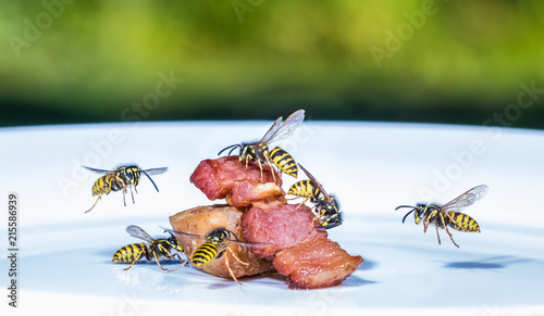 Obraz na plátne a swarm of wasps flies on a plate and eats fried meat