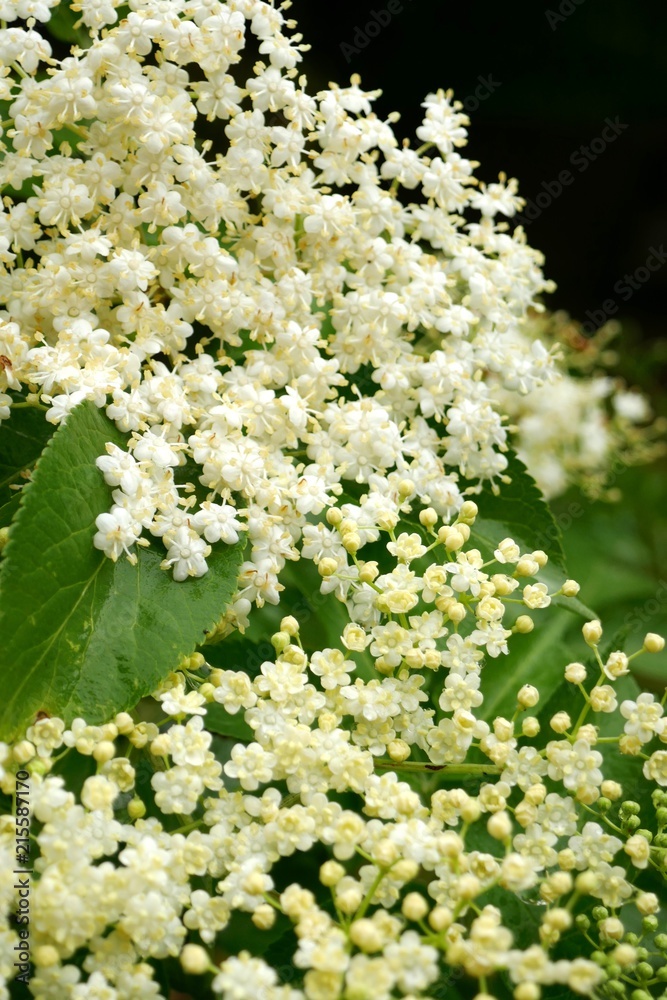 Sambucus. elderberry black flower on a blurred background. medicinal plant European elderberry. natural medicinal plants Sambucus. elderberry black flower on a blurred background. medicinal plant European elderberry. natural medicinal plants