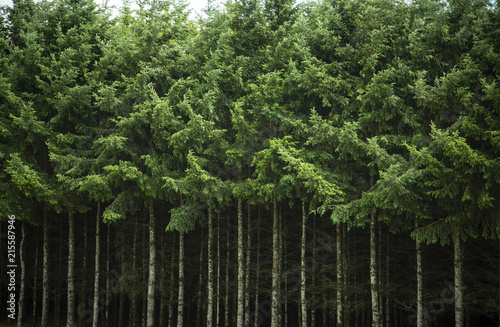 Isolated view of a Dense Row of Tall Douglas Fir Christmas Trees