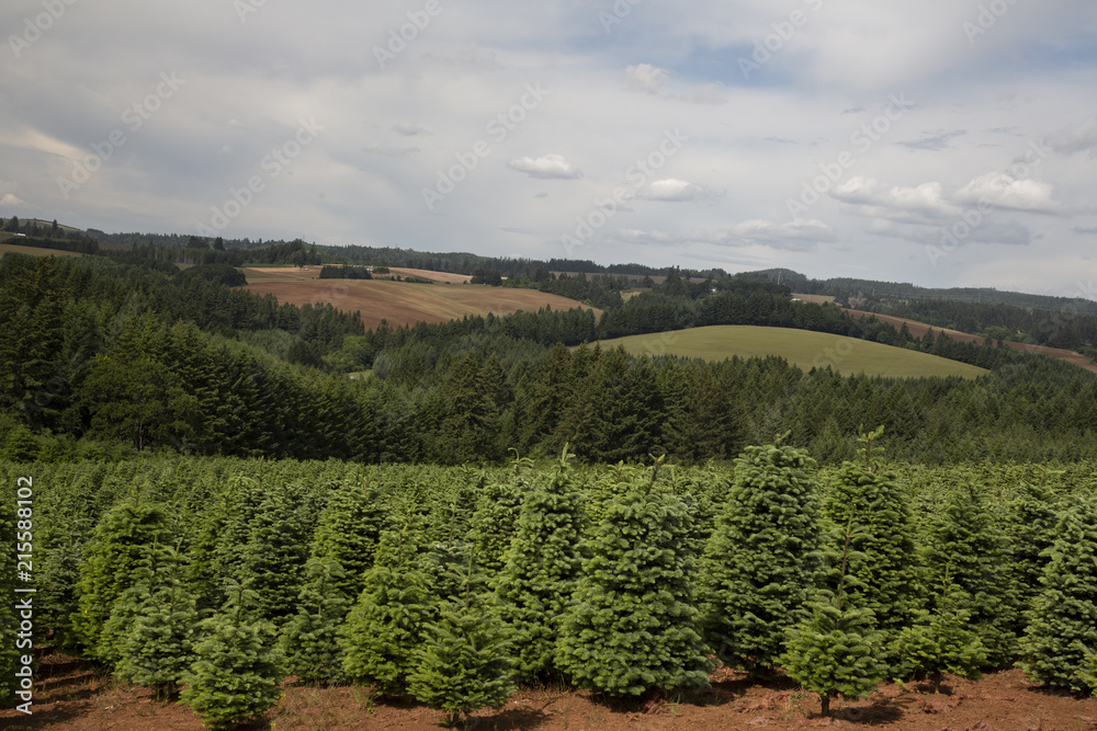 Close Up and Distant View of Rows of Young Douglas Fir Christmas Tree Farm, Spring, Rich Soil, Pale Blue Sky with Clouds and Rolling Hills and Trees in Background - Willamette Valley, Oregon