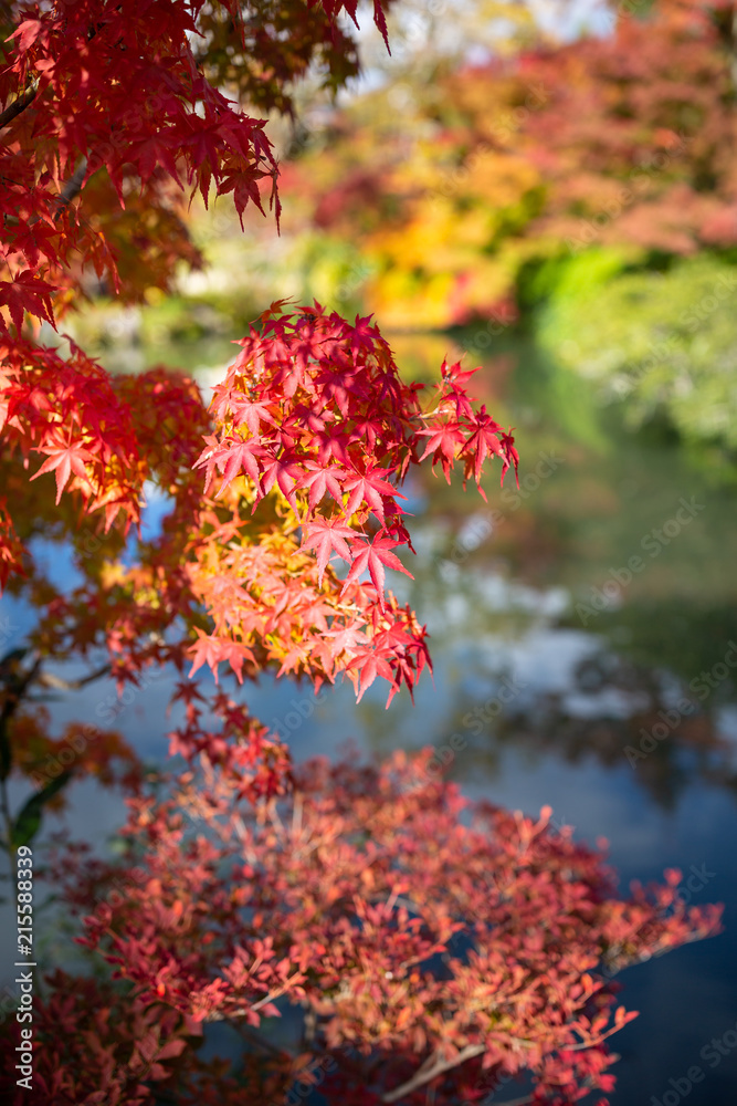 Autumn colour at Eikando Zenrinji Temple, Kyoto, Japan