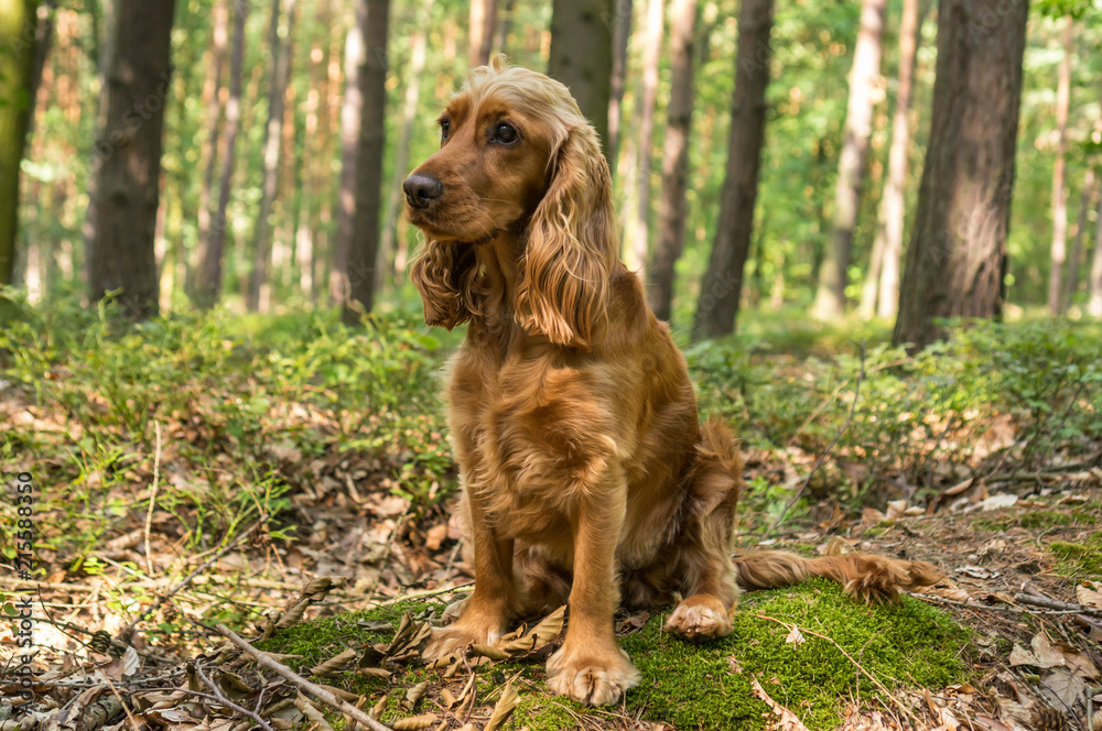 English Cocker Spaniel dog in the forest English Cocker Spaniel dog in the forest