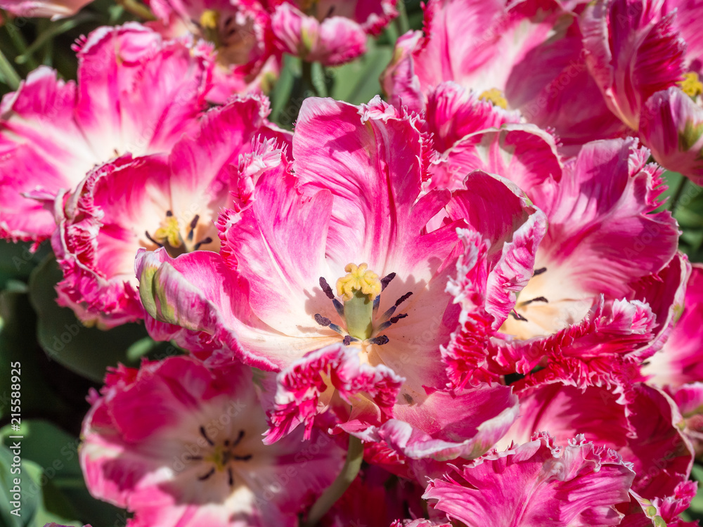 Inflorescence of tulips. Inflorescence of tulips.