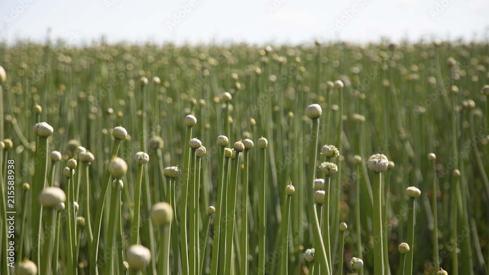 Close up, Isolated view, field with wild onions, blue sky