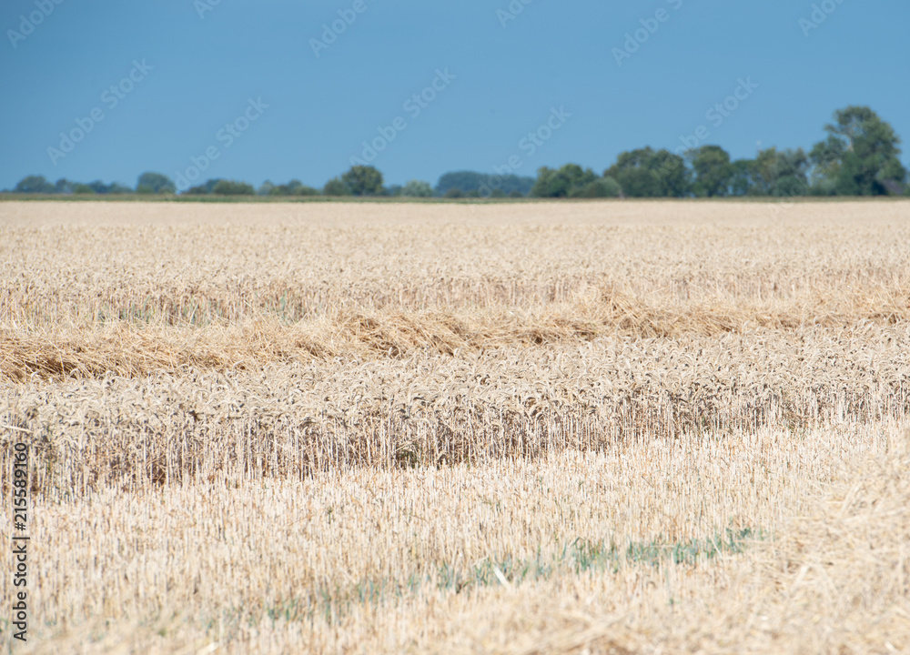 Fototapeta premium Getreideernte auf einem Kornfeld bei blauem Himmel