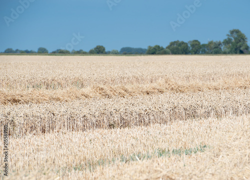Getreideernte auf einem Kornfeld bei blauem Himmel