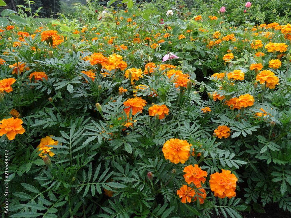 Orange summer marigolds