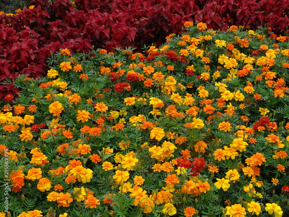 Orange summer marigolds