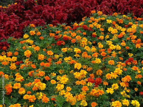Orange summer marigolds © Наталья Николаевская