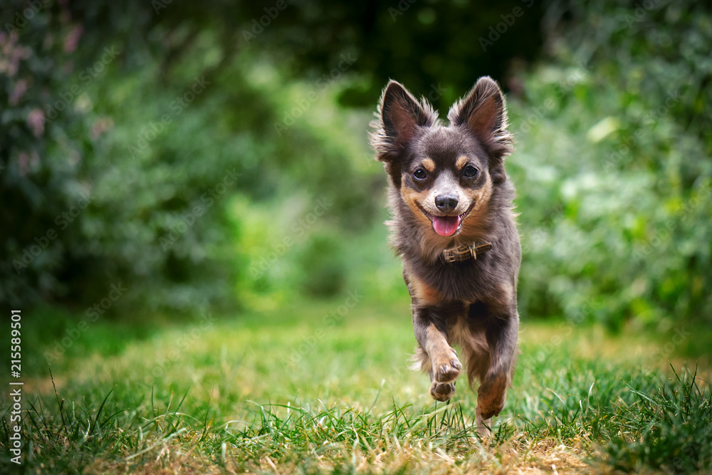 Hund Chihuahua rennt auf Wiese Weg mit Bäumen im Hintergrund im Sommer bei Sonnenschein