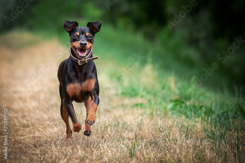 Hund Zwergpinscher rennt auf Wiese Weg mit Bäumen im Hintergrund im Sommer bei Sonnenschein