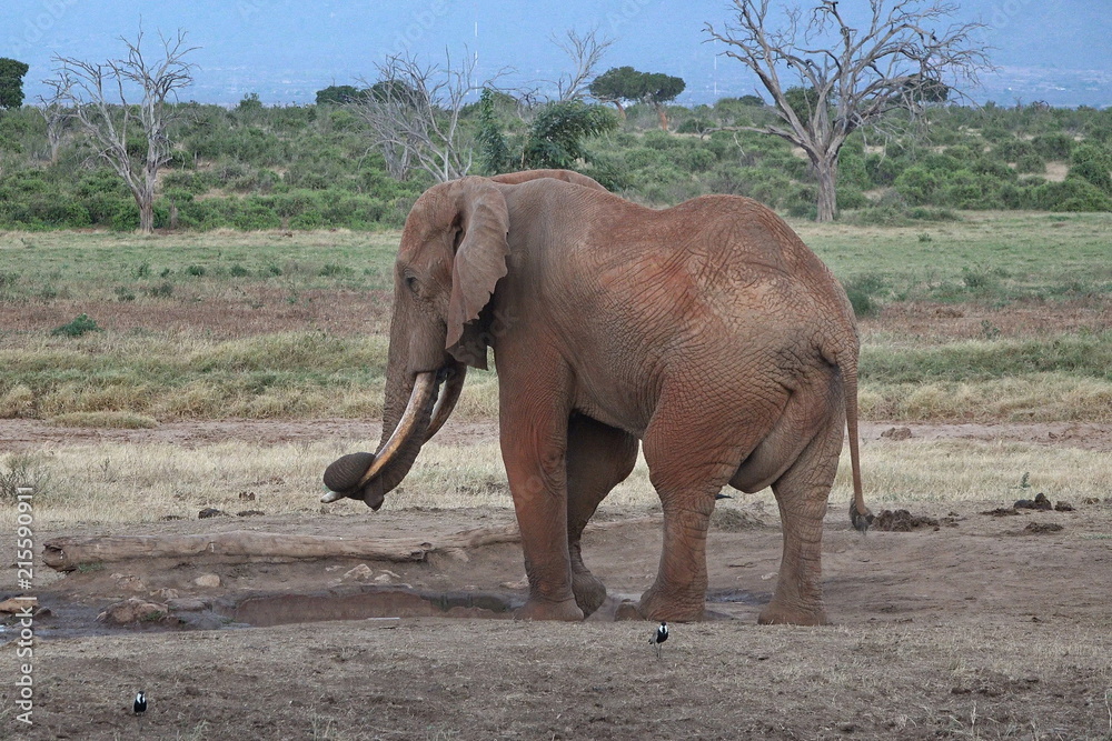 Fototapeta premium A solitary elephant strolls along the savanna of the Tsavo National Park