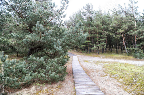 Green pines and the path between them the forest park photo