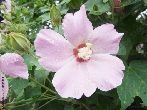 ムクゲの花