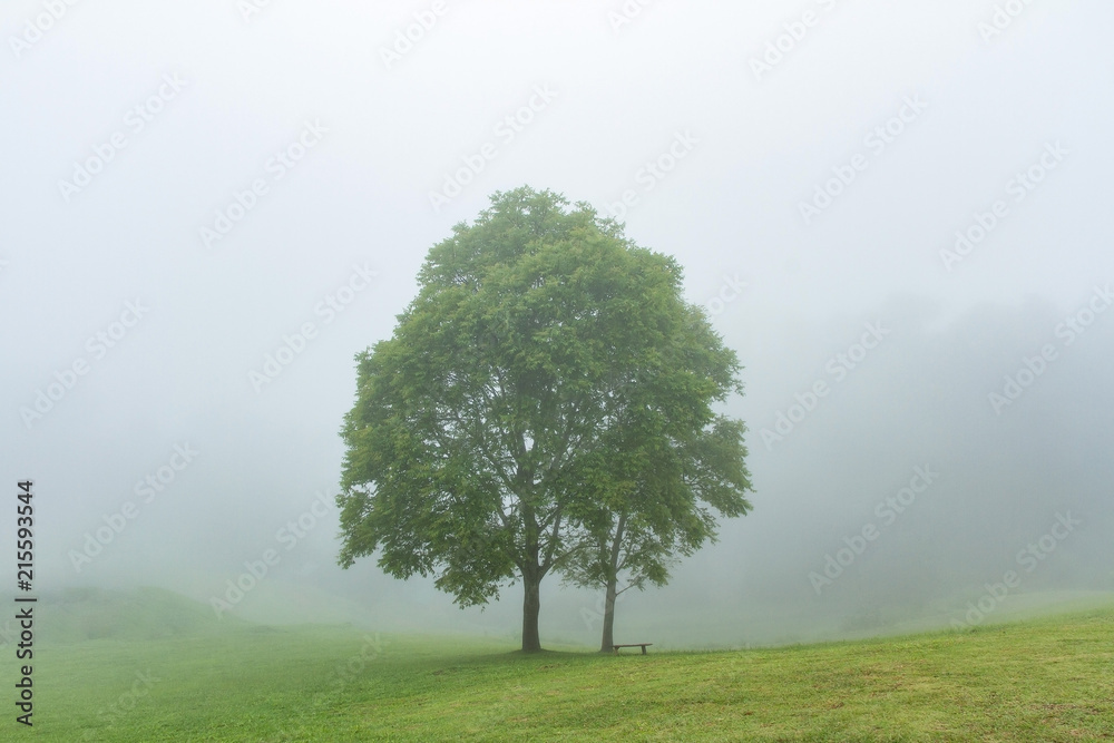 tree in foggy haze mist tree in foggy haze mist