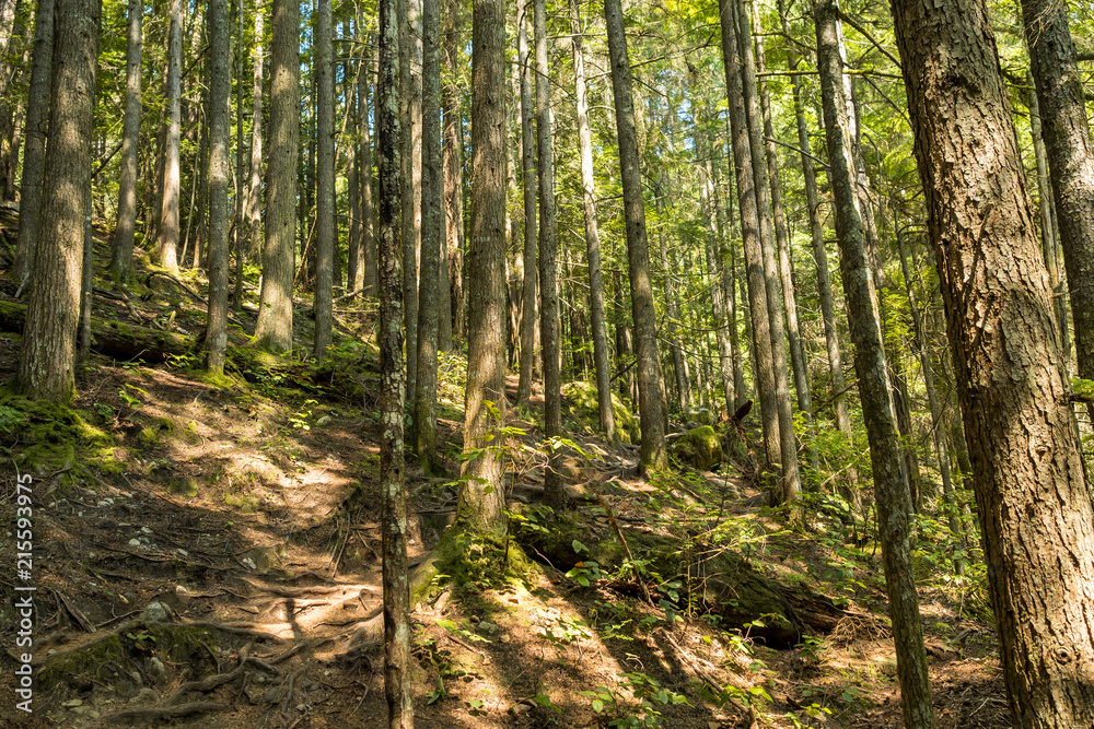 Fototapeta premium sun light shedding through the foliage in the forest