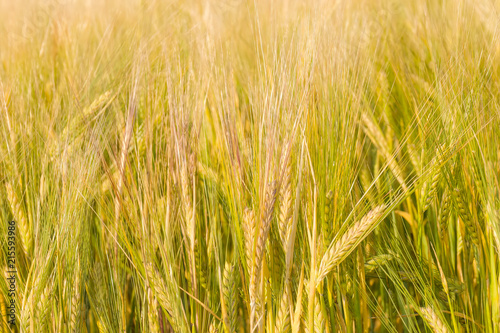 Background of the ears of ripening barley close-up © An-T