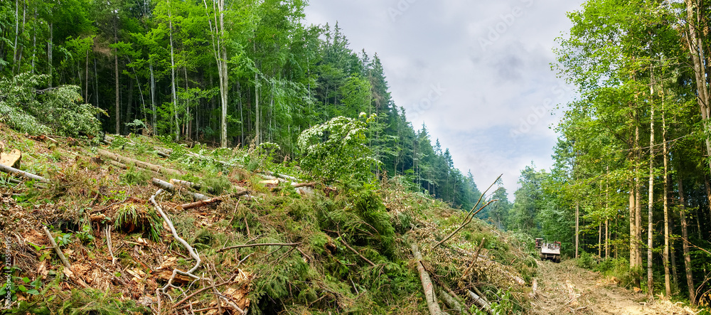 Obraz premium Part of a mountain slope during trees cut down