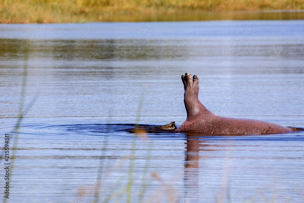 Fototapeta premium Hippopotamus, Hippopotamus amphibius, playing in a pond in Moremi National Park, Botswana