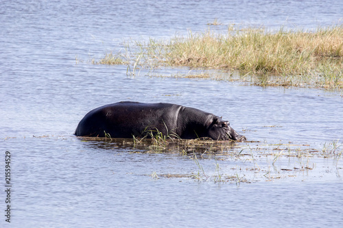 Hippopotamus  Hippopotamus amphibius  in Lake Moremi National Park  Botswana