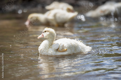 Baby indodas swim in the pond Sunny day photo